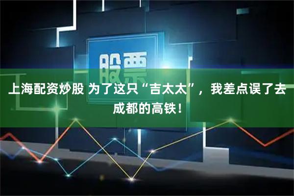 上海配资炒股 为了这只“吉太太”，我差点误了去成都的高铁！